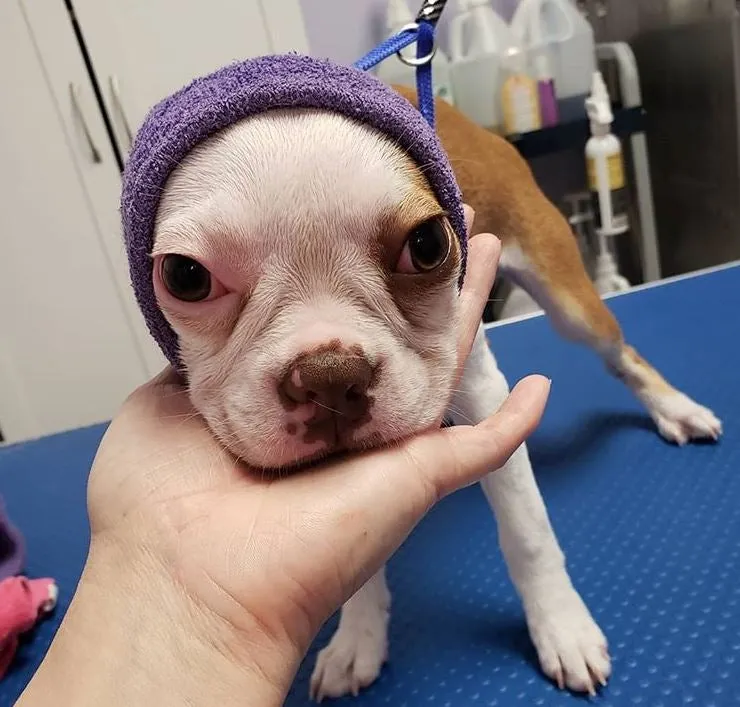 Happy Hoodie Dog Snood Small - Pink