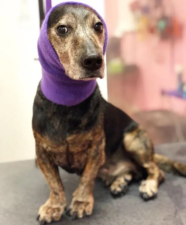 Happy Hoodie Dog Snood Small - Pink